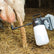 IK TEAT SPRAYER 1,5 Alttan Püskürtmeli Basınçlı Pompa 1.5 Litre
